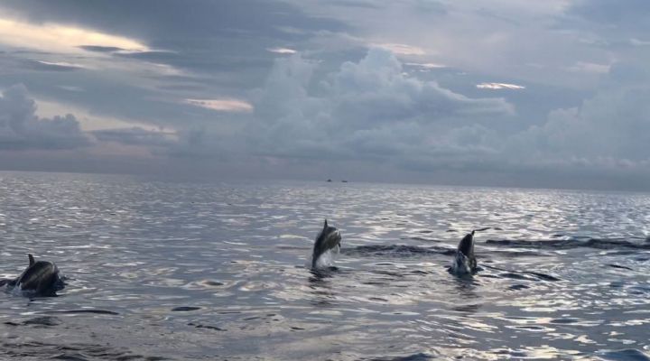 Bali Trip Host Tour - Lovina Sunrise Dolphin Watching