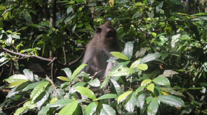 Bali Trip Host Tour - Ubud Tour & Spa