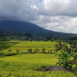 Bali Trip Host Tour - Bedugul Jatiluwih