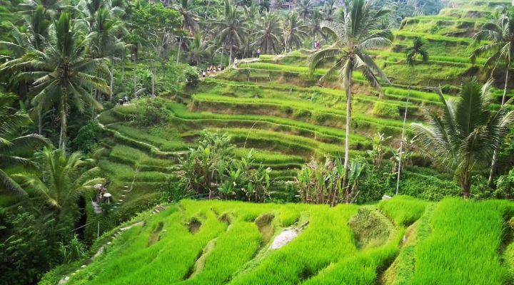 Bali Trip Host Tour - Ubud Tour